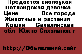 Продается вислоухая шотландская девочка › Цена ­ 8 500 - Все города Животные и растения » Кошки   . Сахалинская обл.,Южно-Сахалинск г.